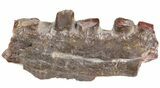 Ophiacodon (Permian Synapsid) Jaw Section - Texas #42971-1